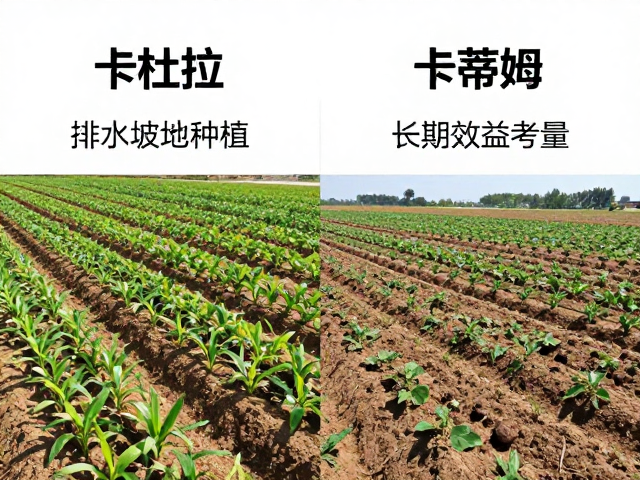 种植管理与长期效益考量