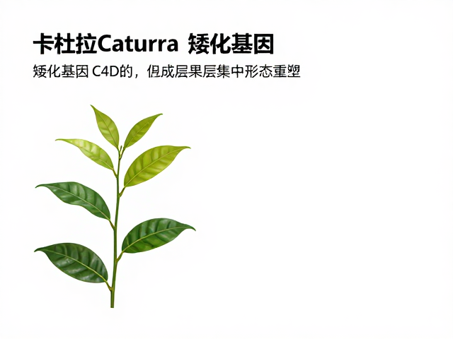 卡杜拉Caturra,矮化基因如何促成结果层集中与高产?
