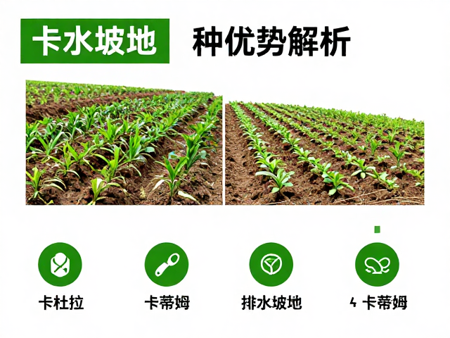 排水坡地种植的环境优势分析