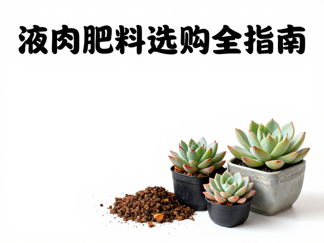 结合多肉品种特性与季节变化进行精准匹配