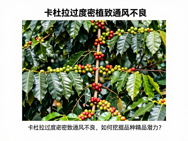 重构种植密度与冠层管理策略