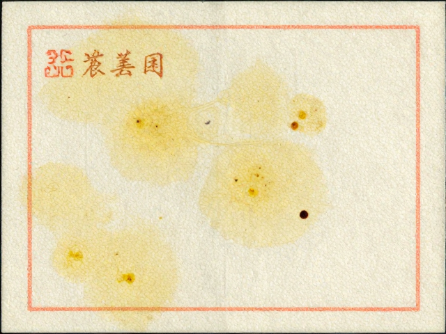 大版整版票黄斑鉴定,单枚票瑕疵对价值的影响及避坑指南
