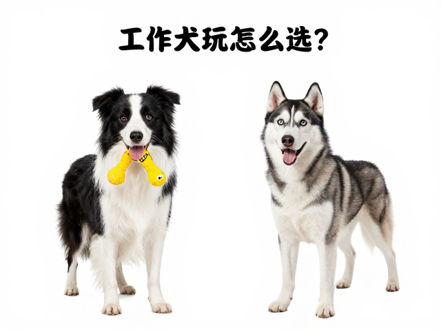 工作犬玩具怎么选?GiGwi贵为接缝牢固度实测,边牧哈士奇适用
