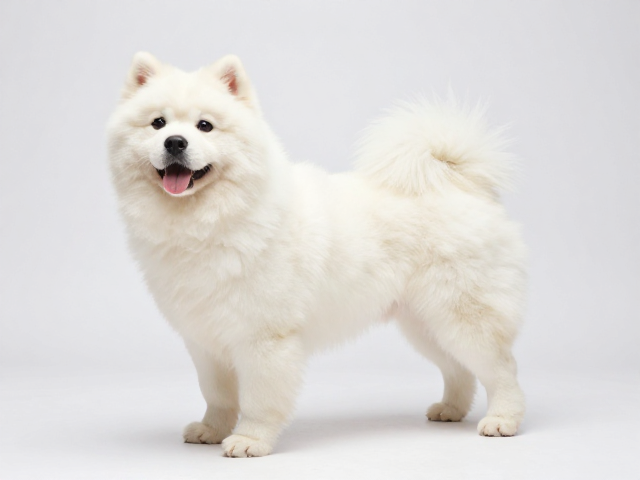 QMONSTER中型犬个性化定制,专属方案让爱宠更出彩