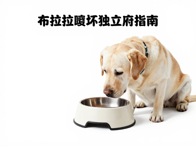 QMONSTER狗碗，拉布拉多防咬坏独立存放指南