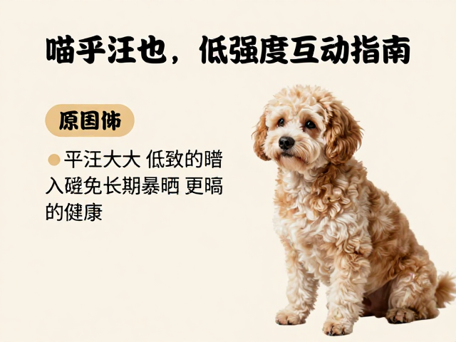 喵乎汪也，老年犬低强度互动指南，避免长期暴晒更健康