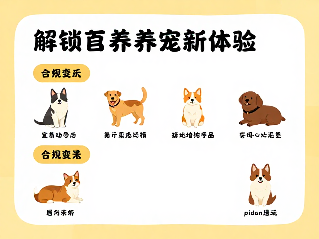 pidan益智逗玩,宠物互动手册,解锁高颜值养宠新体验