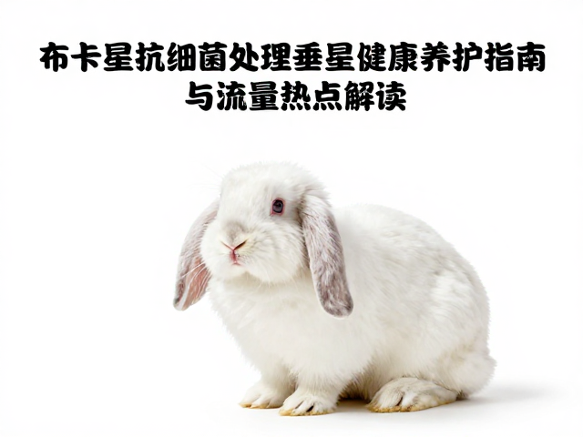 布卡星抗细菌处理垂耳兔,健康养护指南与流量热点解读