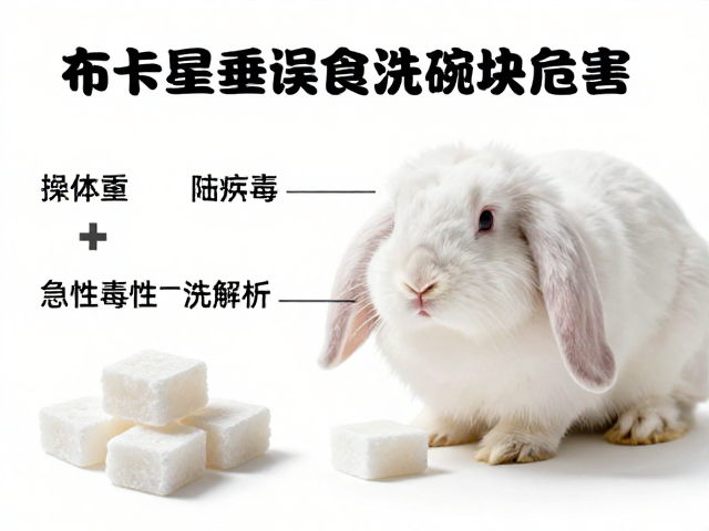 布卡星科普,垂耳兔误食洗碗块危害大,居家安全防护全解析