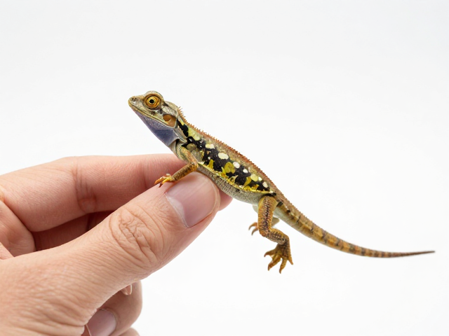 ReptiZoo瑞皮限量版联名款，微型抓握结构更跟手