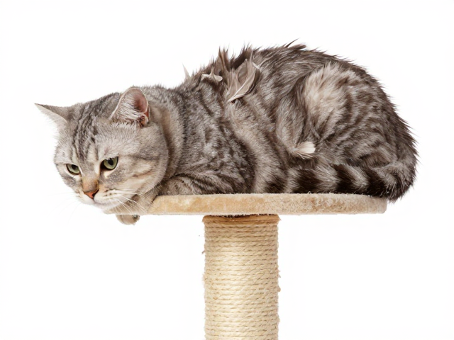 可机洗羽毛逗猫棒，耐抓挠攀爬设计，宠物玩具清洗无忧