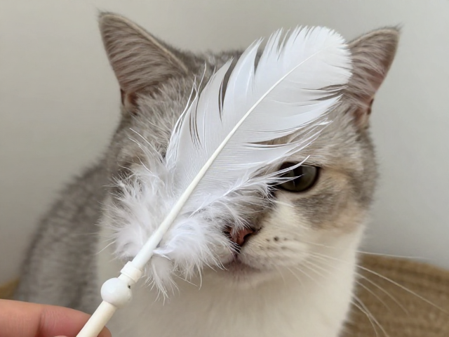羽毛逗猫棒怎么选?边缘圆润处理,躲藏探索设计,猫咪更爱玩
