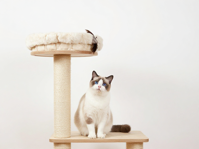猫爬架搭配指南,替换羽毛头技巧,精选宠物消耗品让猫咪更爱玩