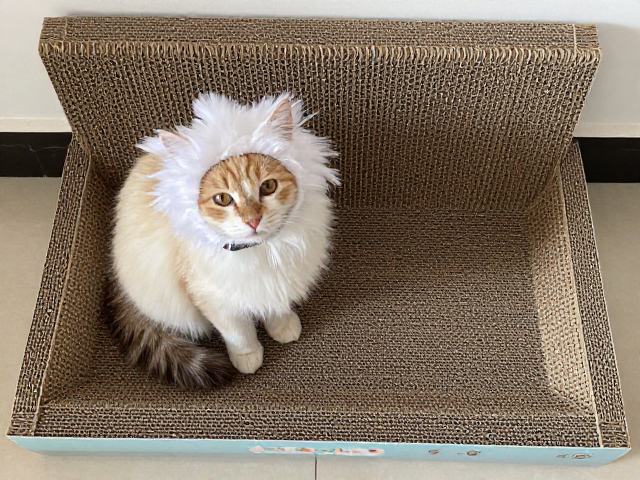 猫头套怎么换羽毛?防损收纳法,搭配猫抓板攻略