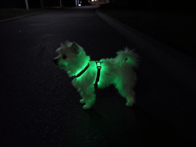 夜光荧光隧道拼接卡扣,30-50cm小型犬适用,夜间出行更安全