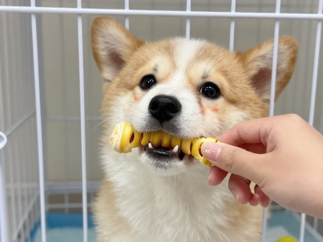 笼挂悬挂磨牙咬条怎么选？PUPPY CARE防吞咽最小直径大揭秘