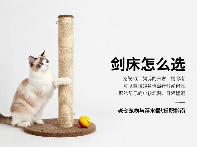 猫抓板/剑麻柱怎么选?附老年宠物与浮水橡胶玩具搭配指南