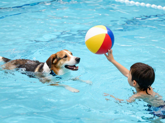 游泳型犬种专属,全浮力浮水互动球,亲子抛接游戏新玩法