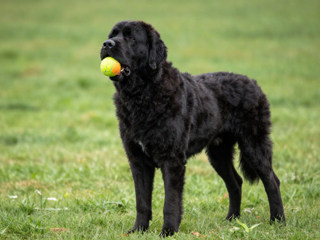 高精力犬种巨型户外抛掷橡胶球,强韧耐咬防晒防老化设计