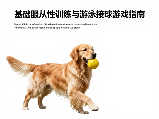 金毛犬产地哪里?基础服从性训练与游泳接球游戏指南