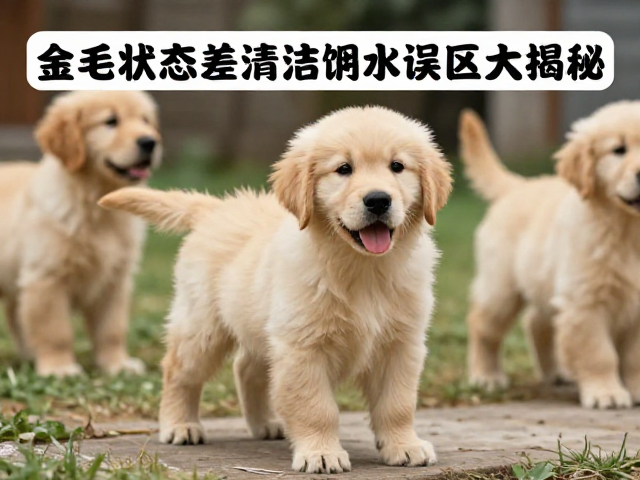 金毛产地哪好?幼犬精神状态差?清洁饮水误区大揭秘