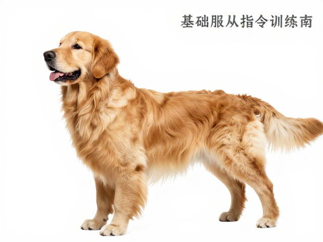 金毛犬产地揭秘,浓密双层被毛下的基础服从性指令训练指南