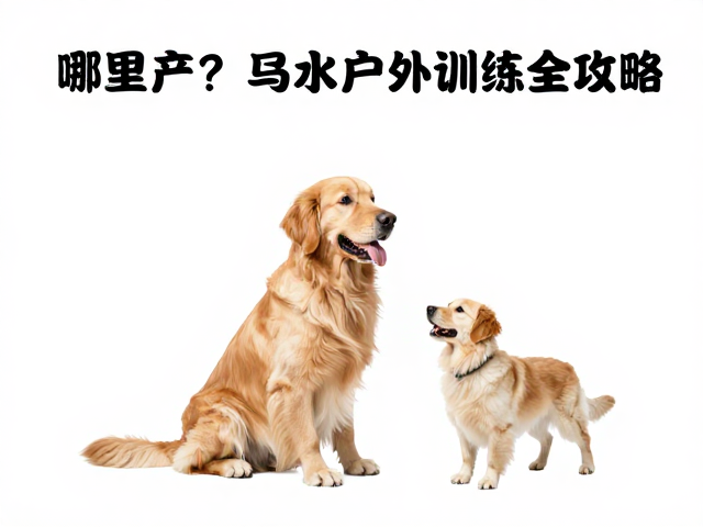金毛犬哪里产?定点大小便与户外社交训练全攻略