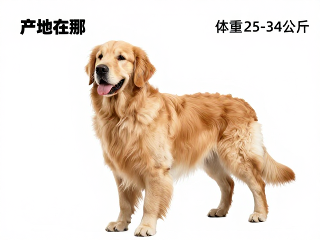 金毛犬产地在哪?体重25-34公斤,耐寒不耐热的饲养指南