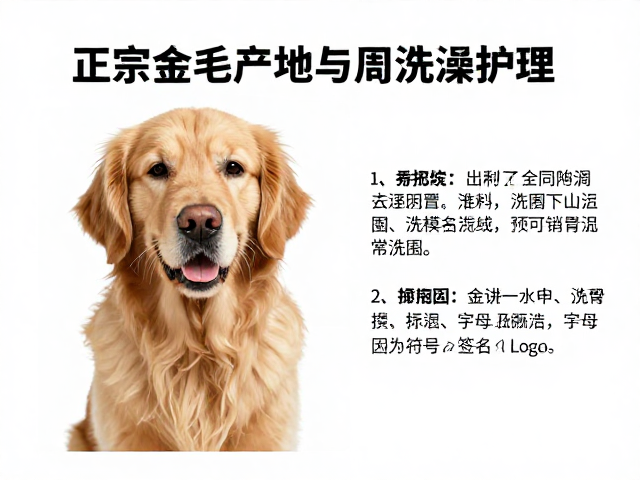 金毛犬舍抑郁了吗?揭秘正宗金毛产地与每周洗澡护理