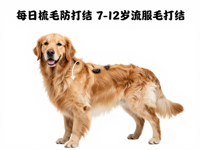 金毛犬产地科普,每日梳毛防打结,7-12岁老年期护理指南