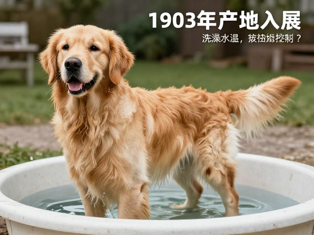 金毛产地揭秘，1903年首次入展，洗澡水温如何控制？