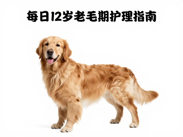 金毛犬产地科普,每日梳毛防打结,7-12岁老年期护理指南