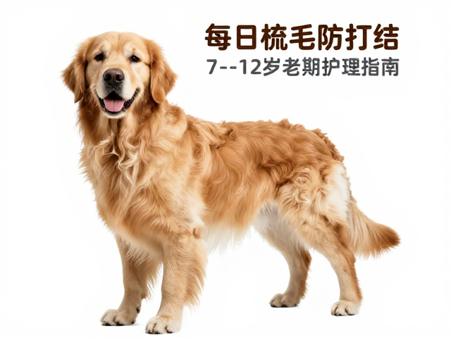 金毛犬产地科普,每日梳毛防打结,7-12岁老年期护理指南