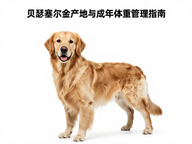 贝瑟塞尔金毛产地与成年体重管理指南