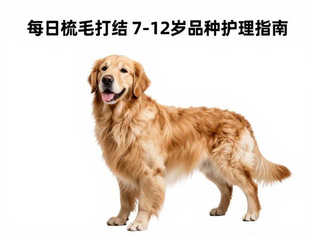 金毛犬产地科普,每日梳毛防打结,7-12岁老年期护理指南
