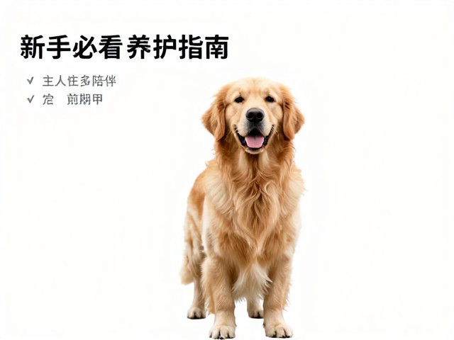 金毛犬产地在哪?需主人多陪伴,定期剪甲,新手必看养护指南