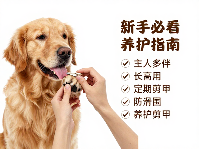 金毛犬产地在哪?需主人多陪伴,定期剪甲,新手必看养护指南
