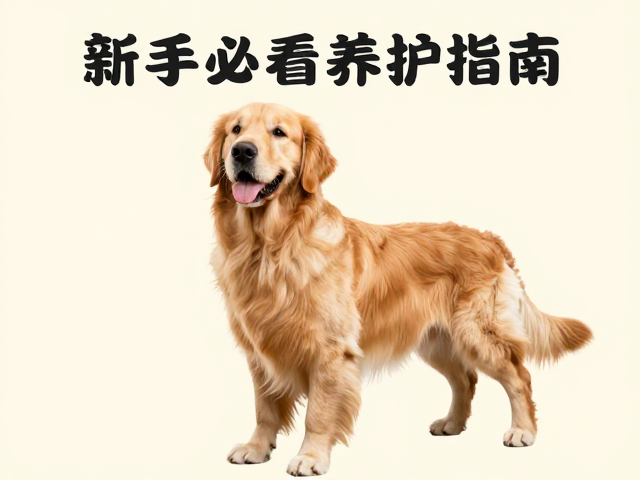 金毛犬产地在哪?需主人多陪伴,定期剪甲,新手必看养护指南
