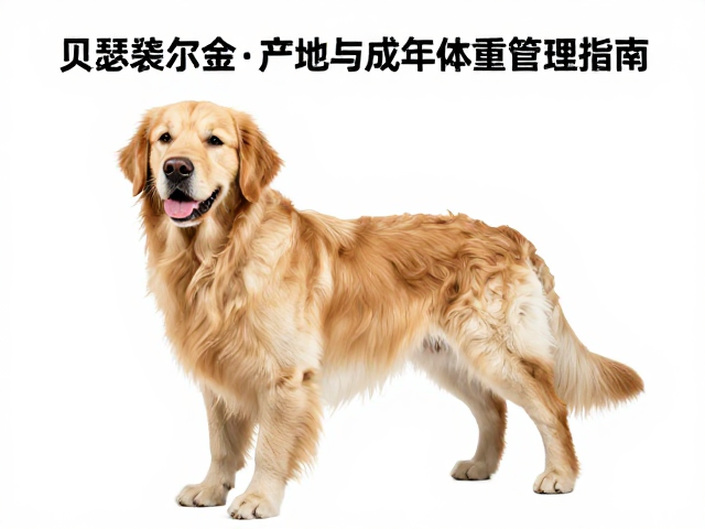 贝瑟塞尔金毛产地与成年体重管理指南