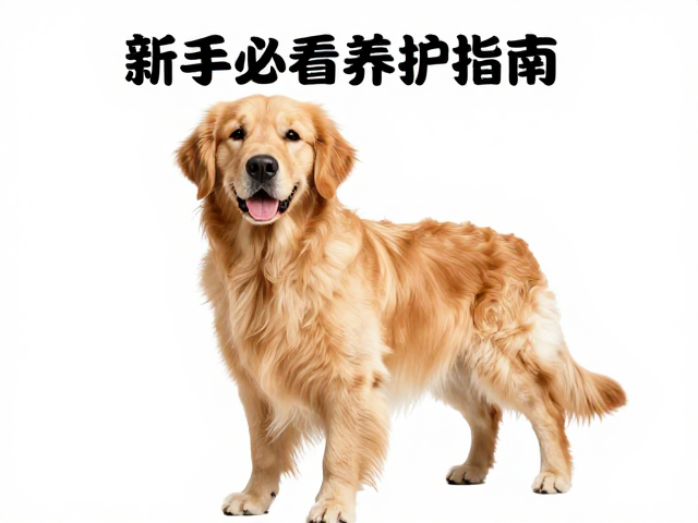 金毛犬产地在哪?需主人多陪伴,定期剪甲,新手必看养护指南