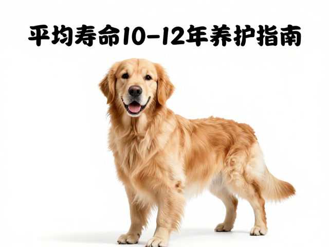 金毛犬产地在哪?洗澡水温多少合适?平均寿命10-12年养护指南