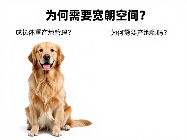 金毛犬产地哪的？成年体重如何管理？为何需要宽敞空间？