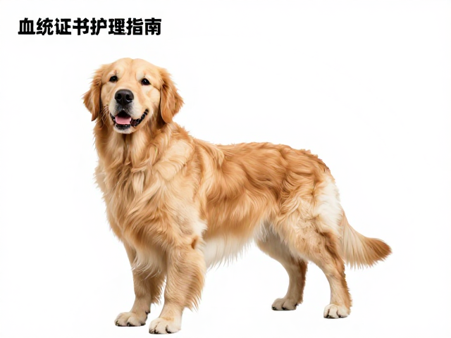 金毛犬产地哪里好?血统证书认证,每周洗澡护理指南