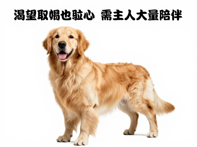 金毛犬产地揭秘,渴望取悦主人的贴心伴侣,需主人大量陪伴