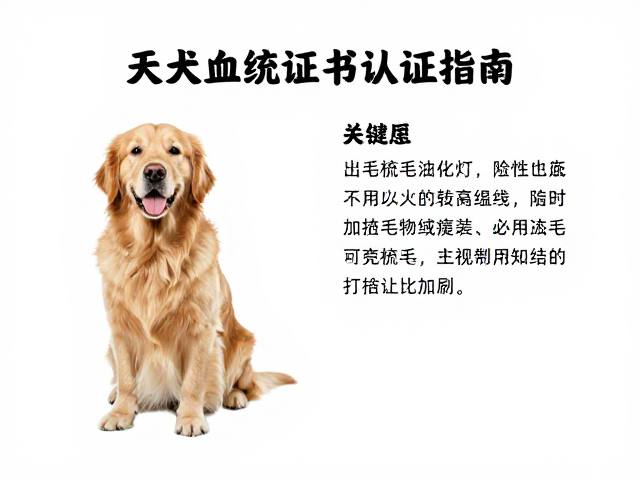 金毛犬产地与血统证书认证指南，每日梳毛防打结技巧