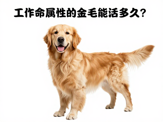 金毛犬产地及寿命揭秘，工作犬属性的金毛能活多久？