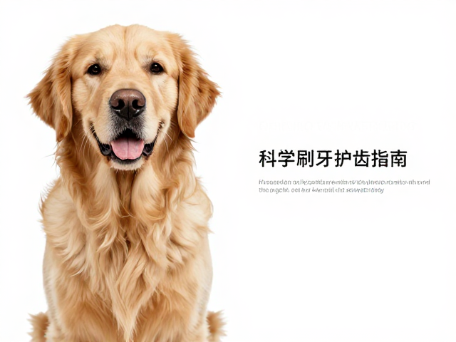 金毛犬产地在哪?中等垂耳特征详解及科学刷牙护齿指南