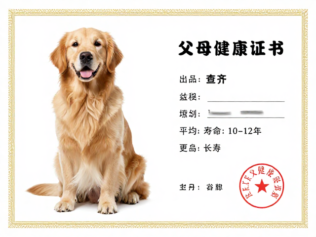 金毛犬产地在哪?查齐父母健康证书,平均寿命10-12年更长寿