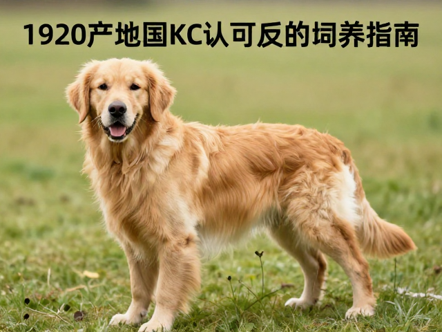 金毛犬产地与1920年英国KC认可历史,正向反馈激励饲养指南