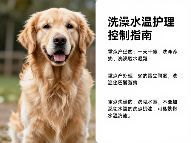 金毛犬产地在哪?老年期护理重点与洗澡水温控制指南